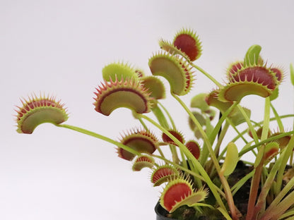 Dionaea muscipula "Fake Dracula"