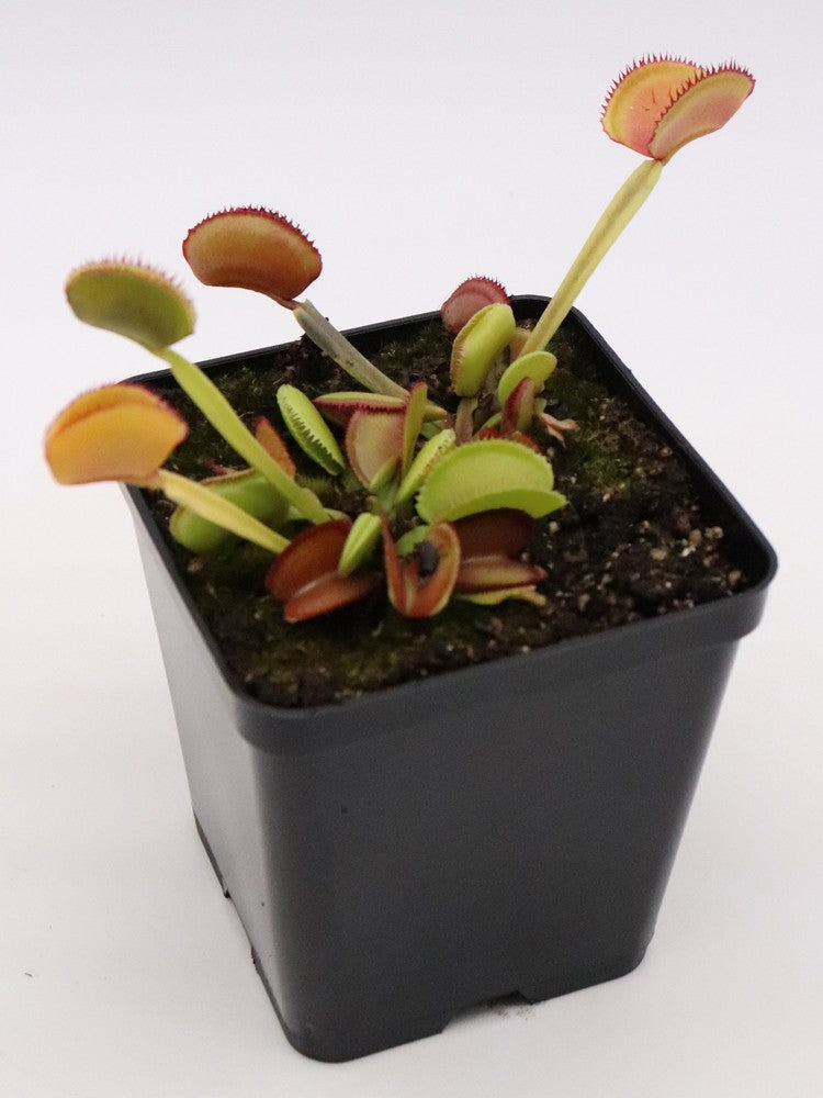 Dionaea muscipula „CK Federzähne“