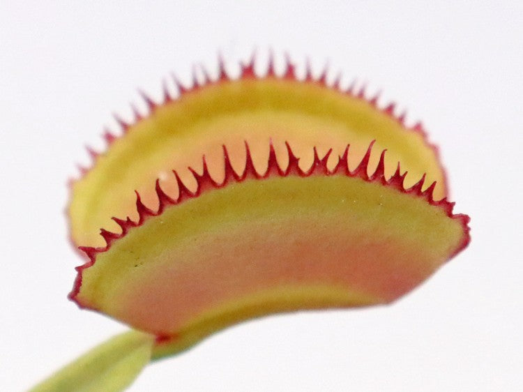 Dionaea muscipula „CK Federzähne“