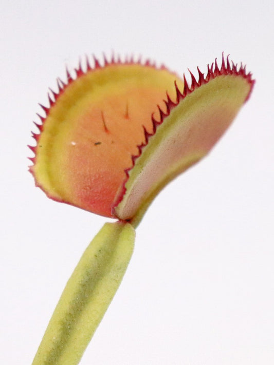 Dionaea muscipula „CK Federzähne“