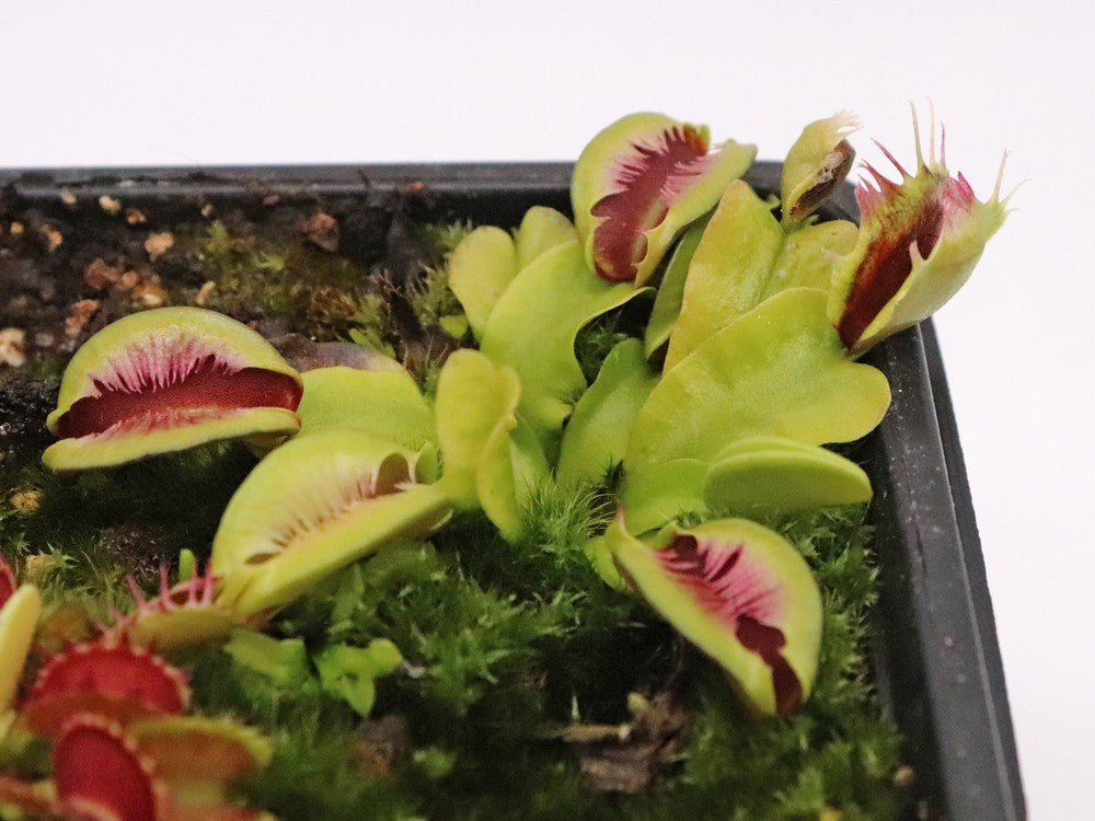 Dionaea muscipula Fused tooth Seedgrown