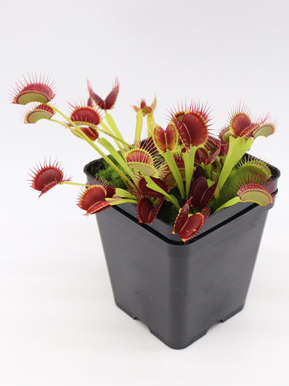 Dionaea muscipula  G14