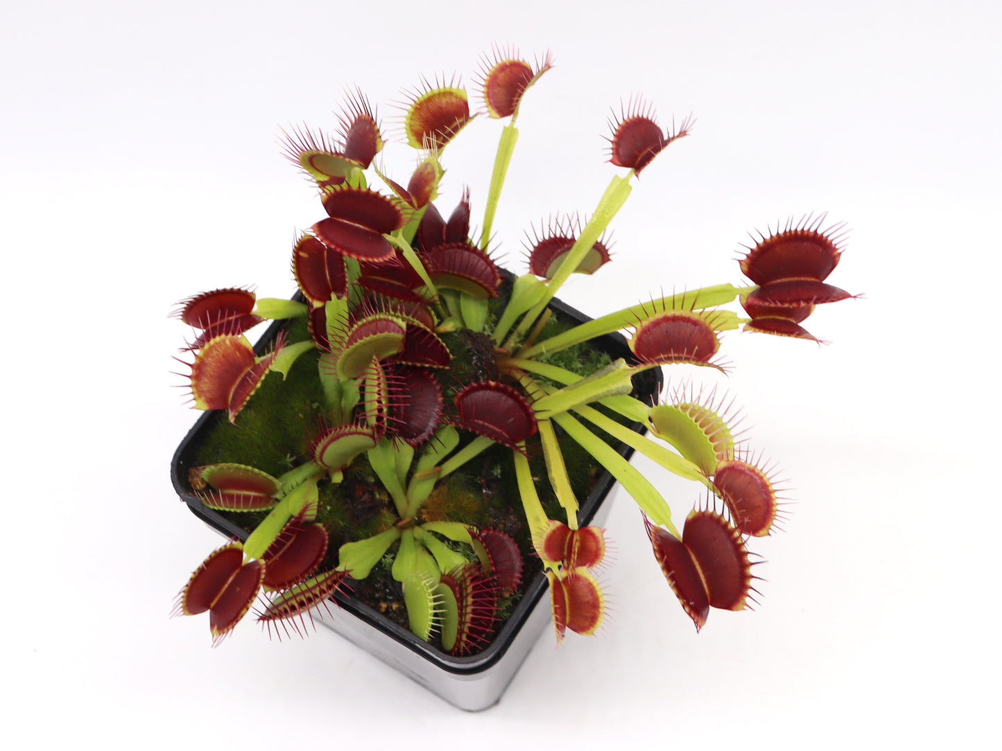 Dionaea muscipula  G14