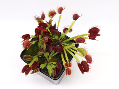 Dionaea muscipula  G14
