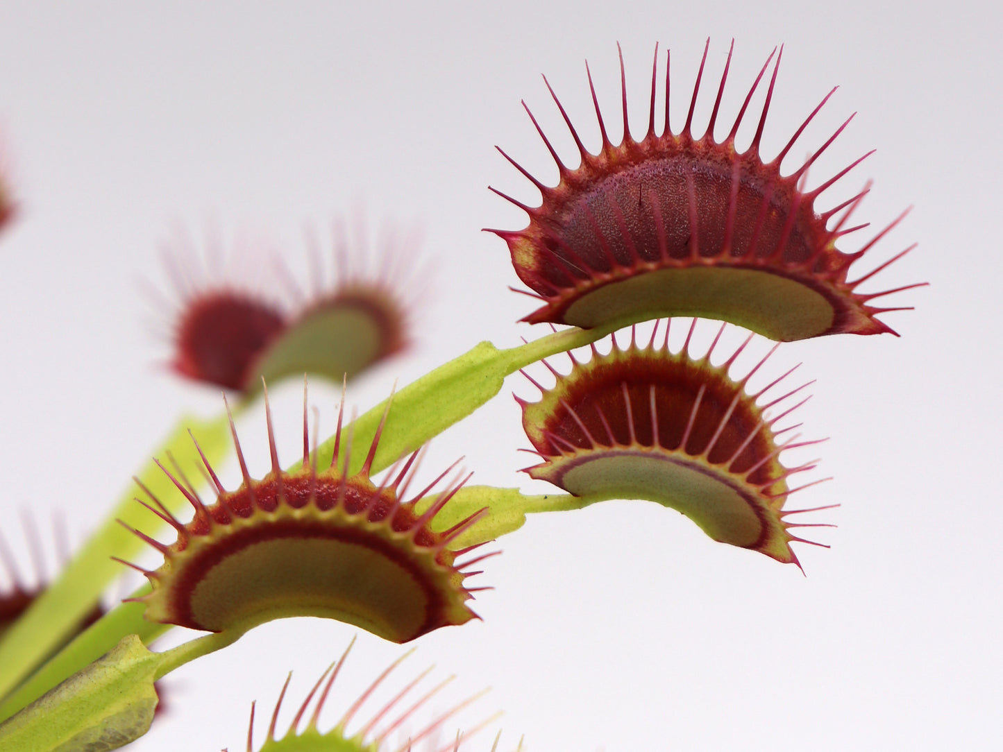 Dionaea muscipula  G14