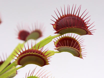 Dionaea muscipula  G14