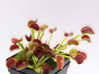 Dionaea muscipula  G14
