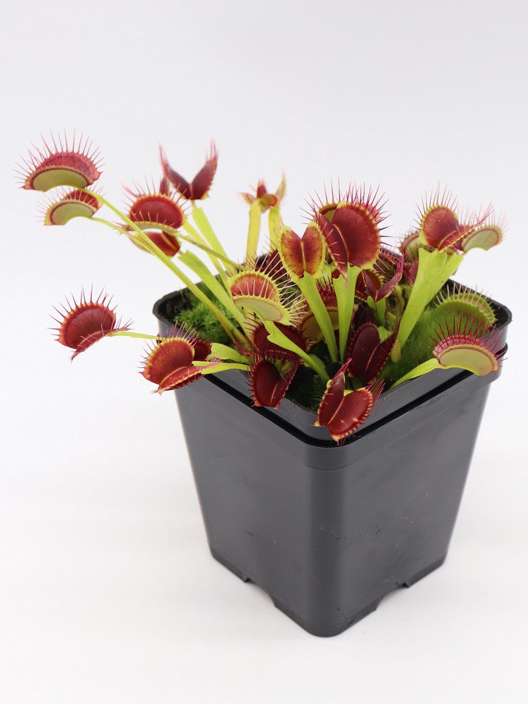 Dionaea muscipula  G14