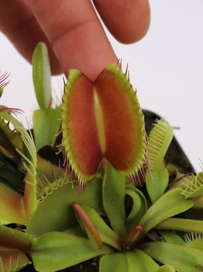 Dionaea muscipula "G16" Slack's giant
