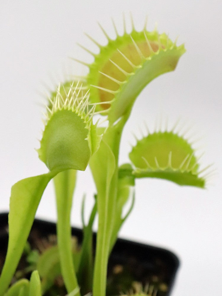 Dionaea muscipula "Gap teeth"
