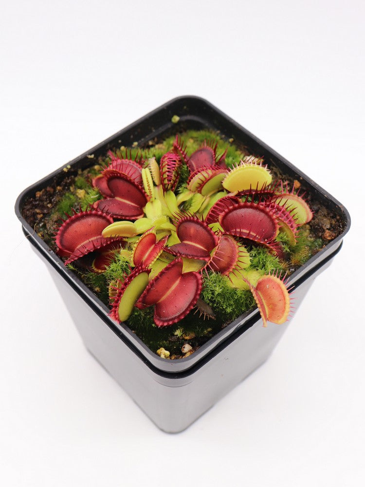 Dionaea muscipula "Gargoyle"