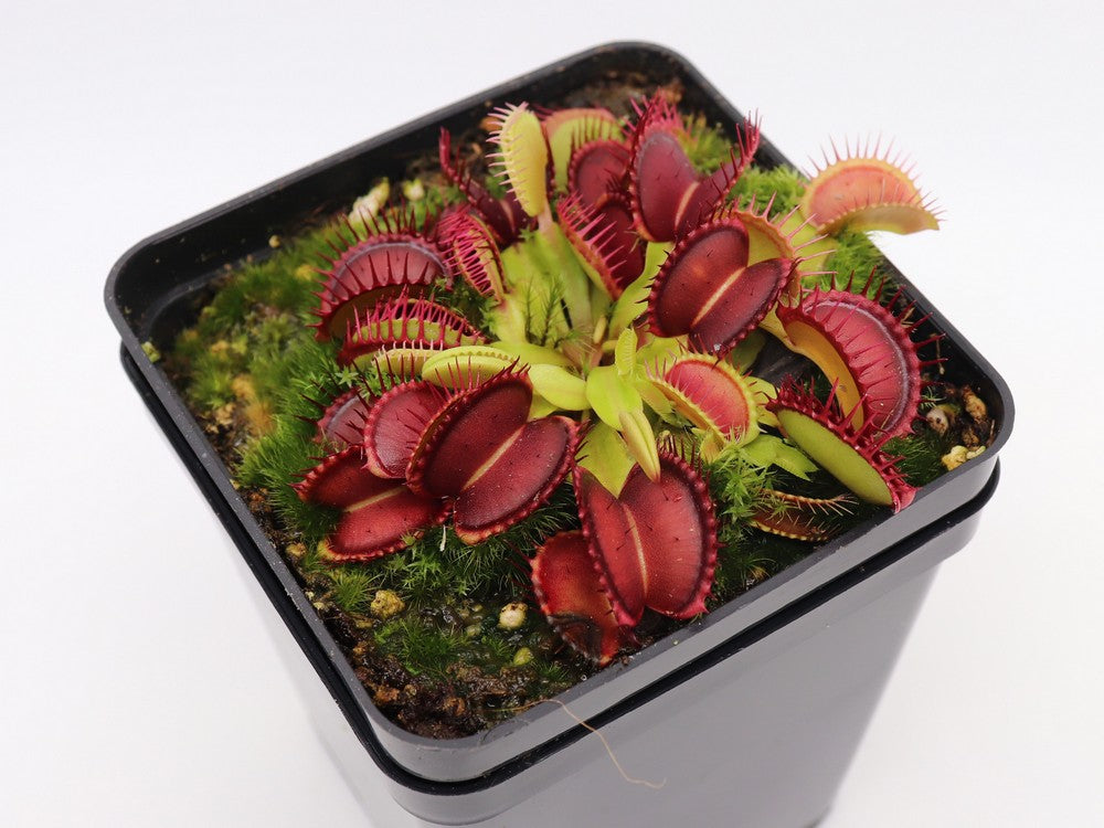 Dionaea muscipula "Gargoyle"
