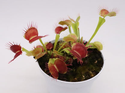 Dionaea muscipula GC Flying Monkey