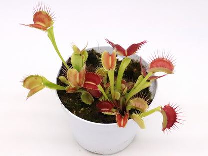 Dionaea muscipula GC Flying Monkey