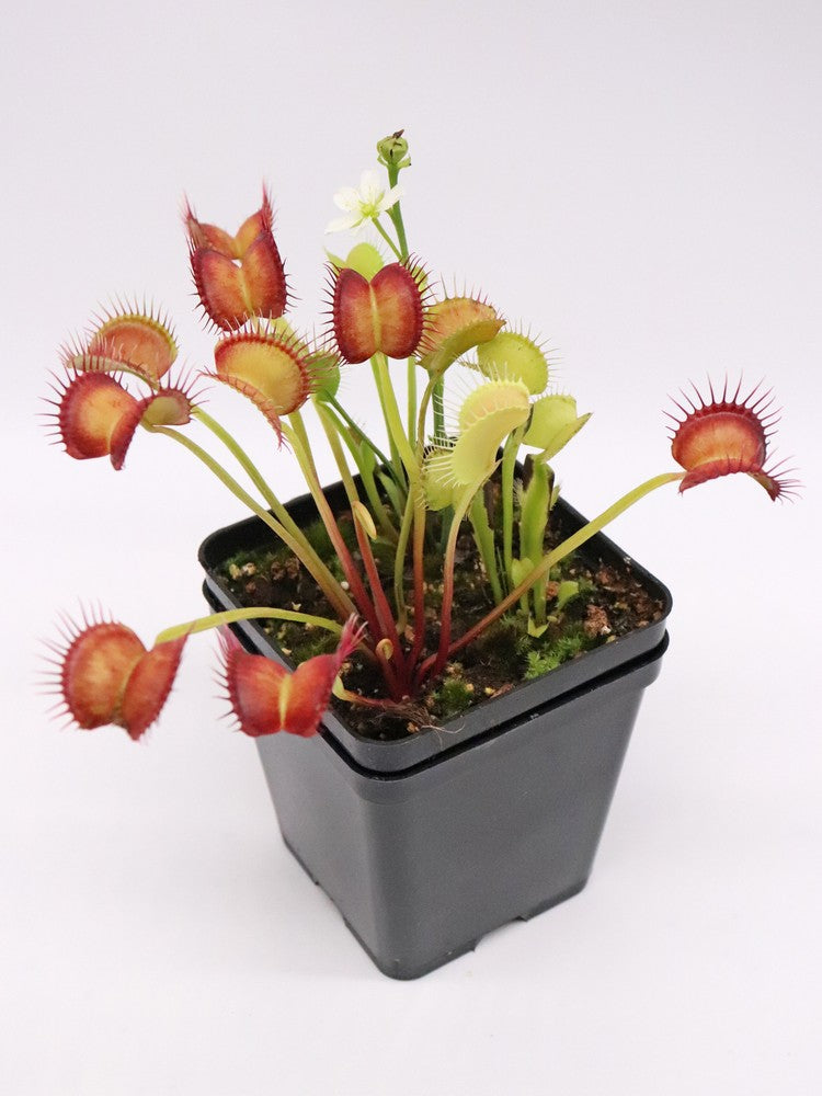 Dionaea muscipula „GC Red Vertical“