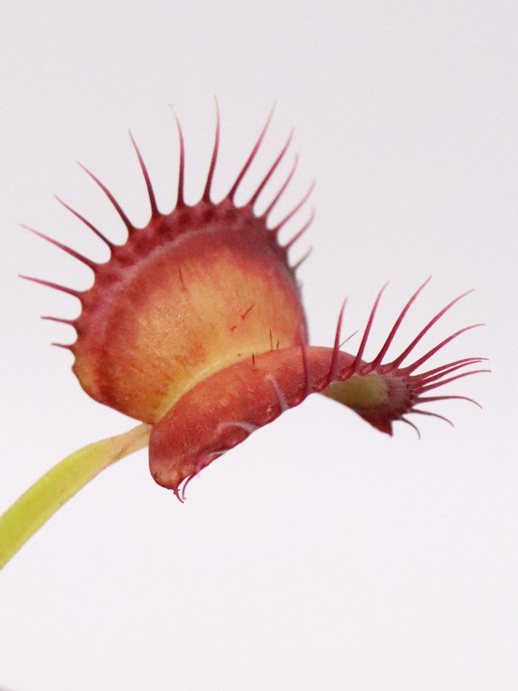 Dionaea muscipula "GC Red Vertical"