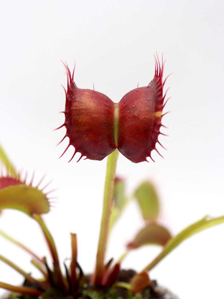 Dionaea muscipula „GC Red Vertical“