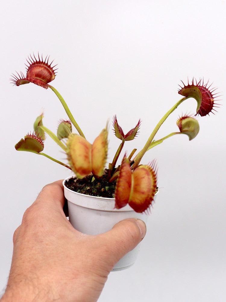 Dionaea muscipula „GC Red Vertical“
