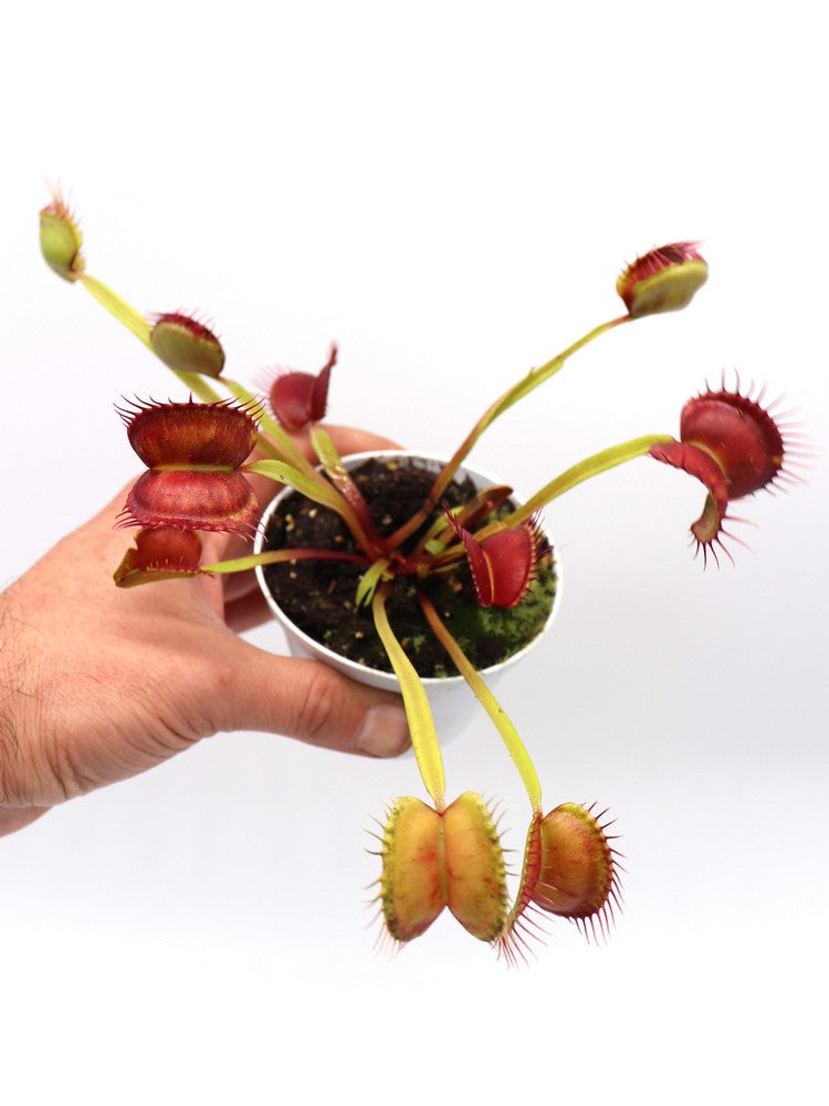 Dionaea muscipula „GC Red Vertical“
