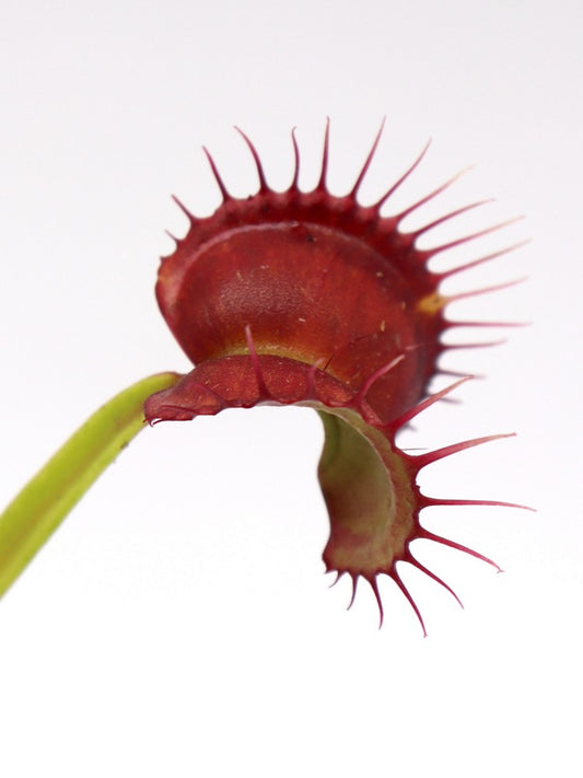 Dionaea muscipula GC Red Vertical