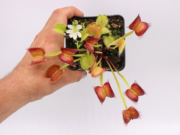Dionaea muscipula „GC Red Vertical“