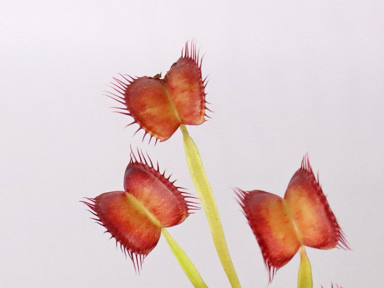 Dionaea muscipula „GC Red Vertical“