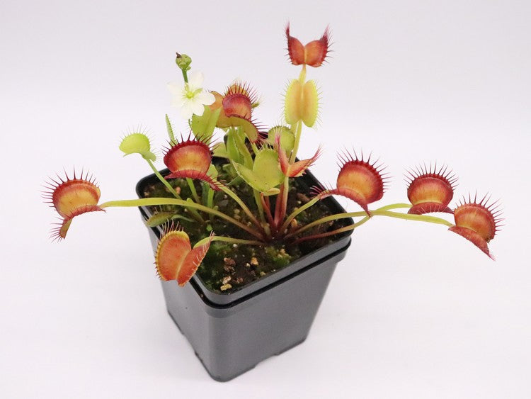Dionaea muscipula „GC Red Vertical“