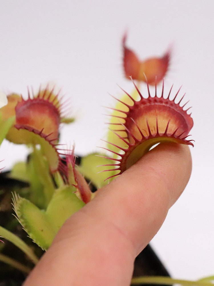 Dionaea muscipula „GC Red Vertical“