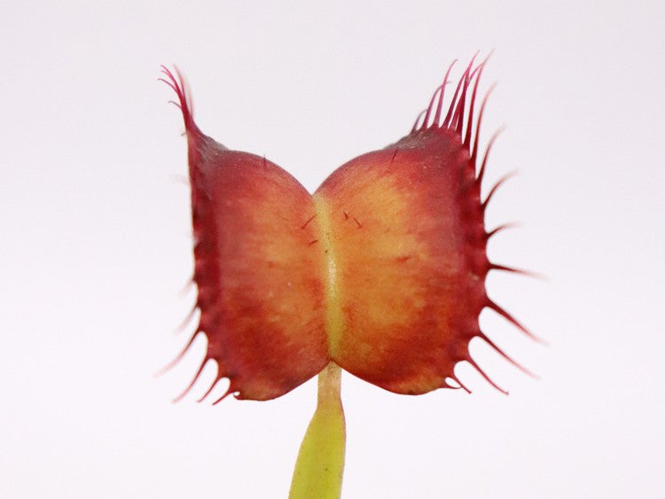 Dionaea muscipula „GC Red Vertical“