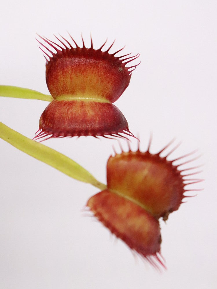 Dionaea muscipula "GC Red Vertical"