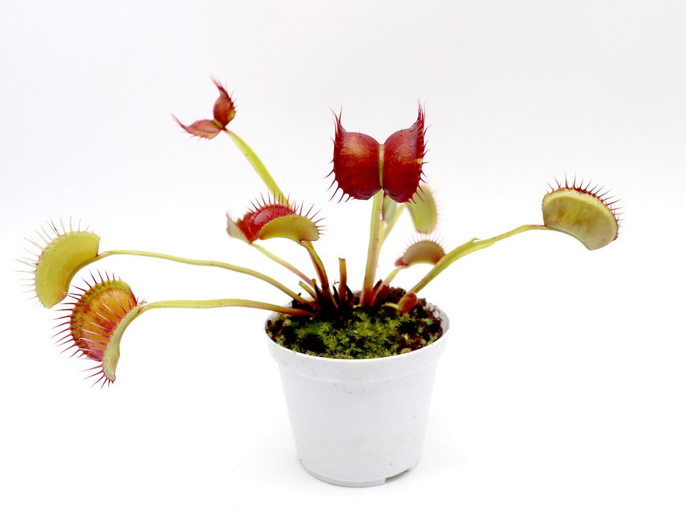 Dionaea muscipula „GC Red Vertical“