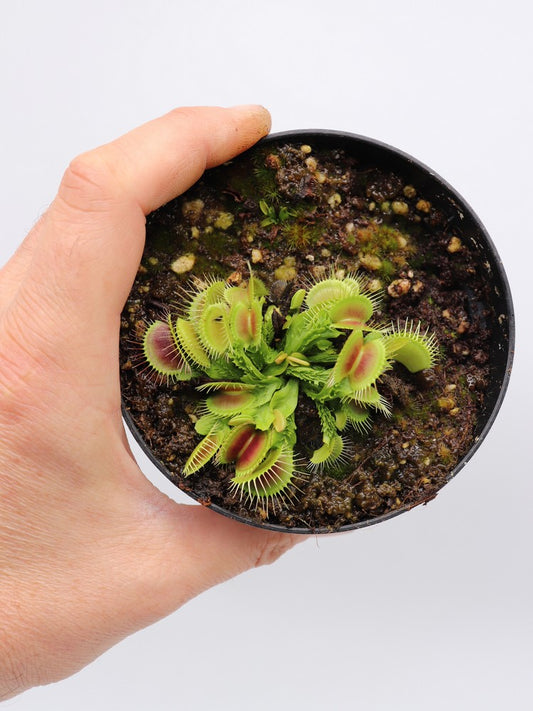 Dionaea muscipula Wrinkly Queen