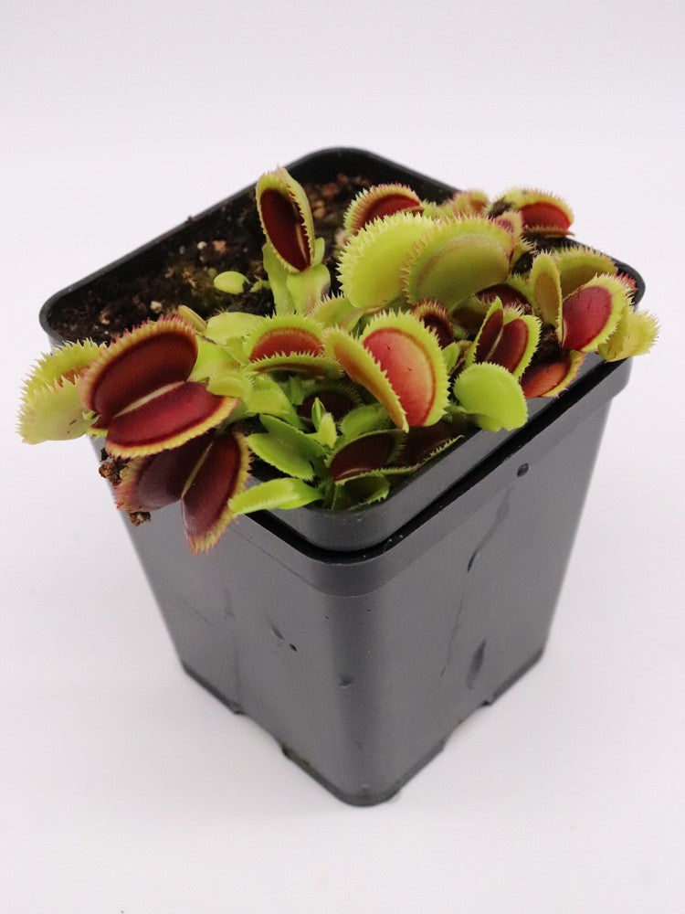 Dionaea muscipula 'Giant clam'