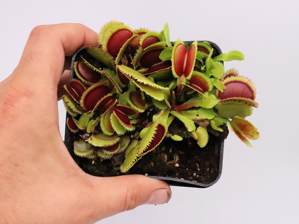 Dionaea muscipula 'Giant clam'