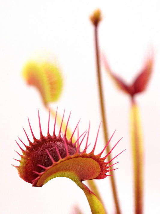Dionaea muscipula  Ginormous