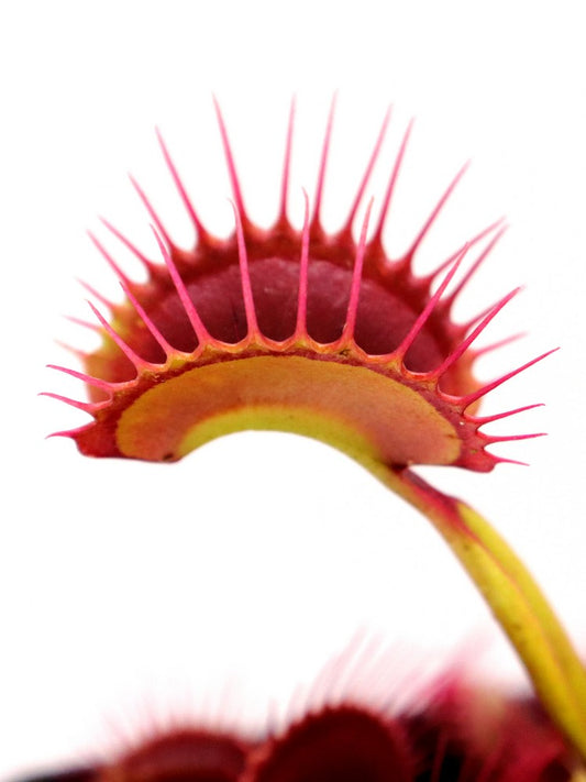 Dionaea muscipula SL15