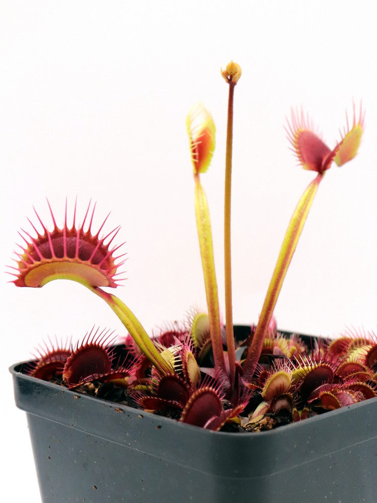 Dionaea muscipula  Ginormous