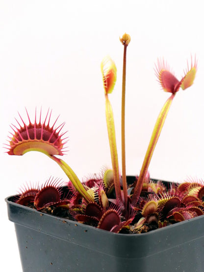 Dionaea muscipula  Ginormous
