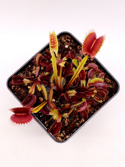 Dionaea muscipula  Ginormous