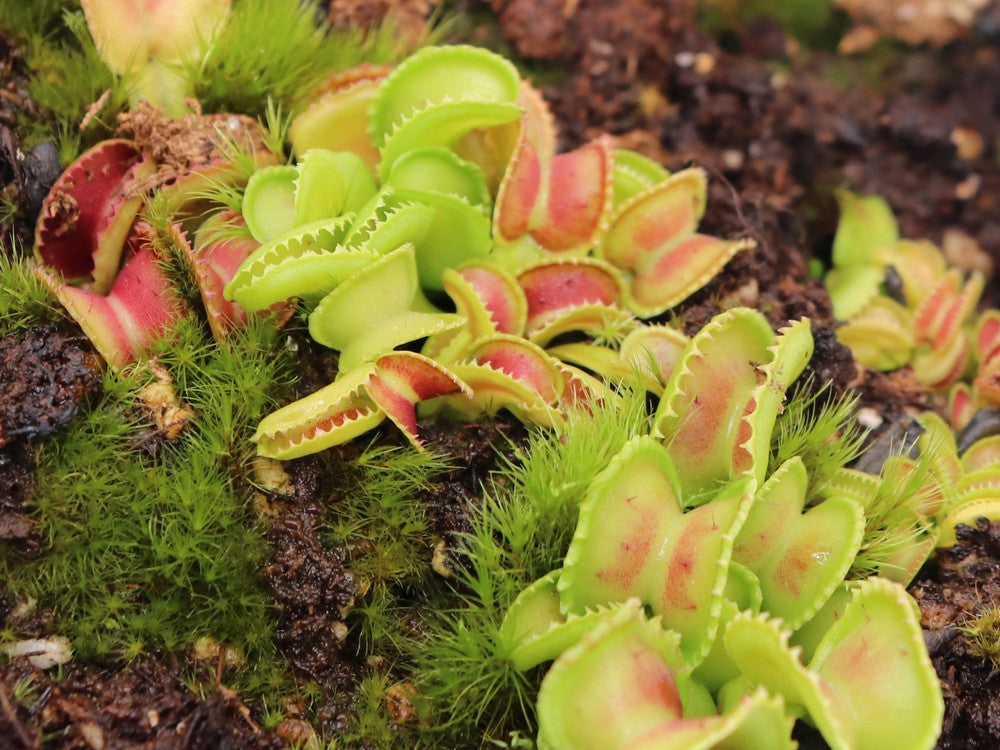 Dionaea muscipula "Giant cudo"