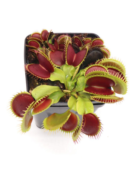 Dionaea muscipula  GJ Titan