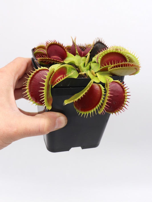 Dionaea muscipula  GJ Goliath