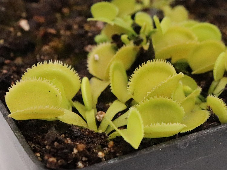 Dionaea muscipula  Green sawtooth