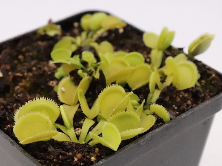 Dionaea muscipula  Green sawtooth