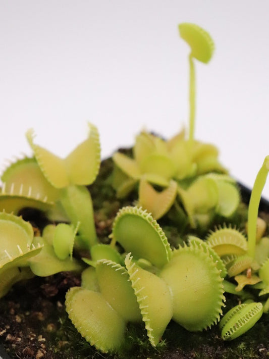 Dionaea muscipula „CK Harmony“