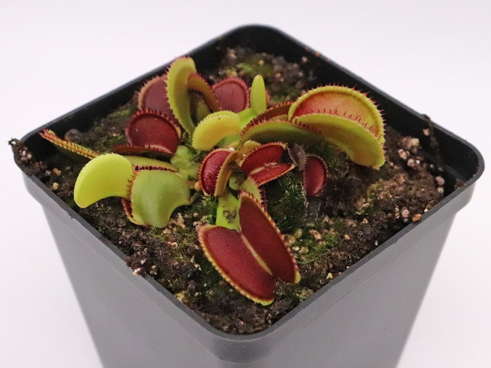 Dionaea muscipula Isistus