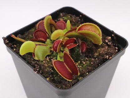 Dionaea muscipula Isistus