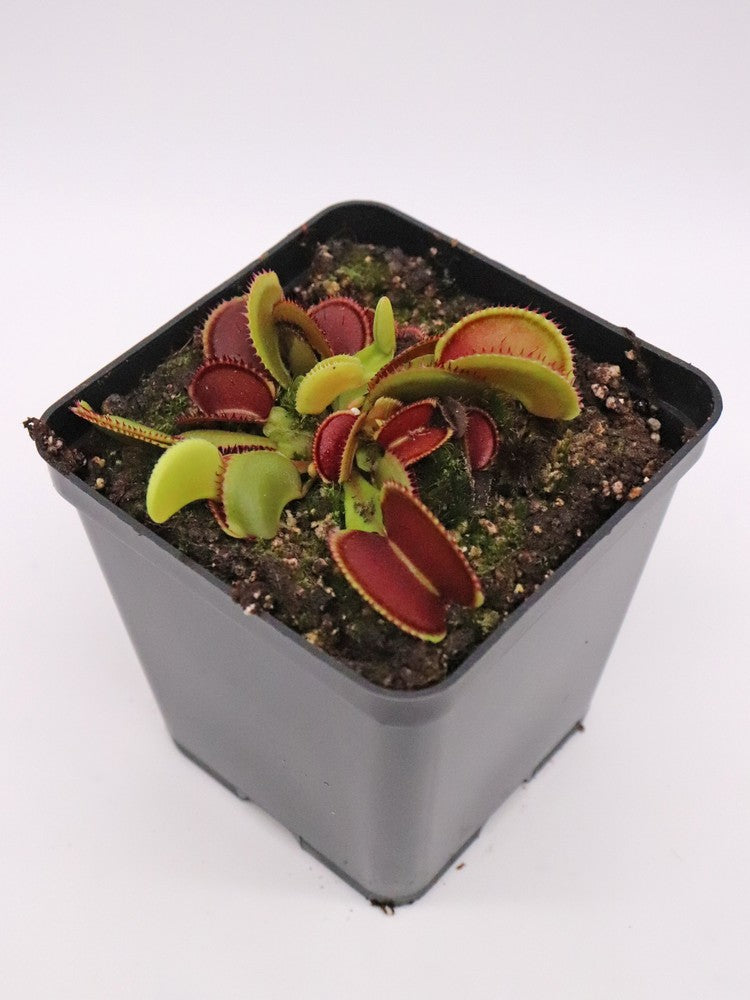 Dionaea muscipula Isistus