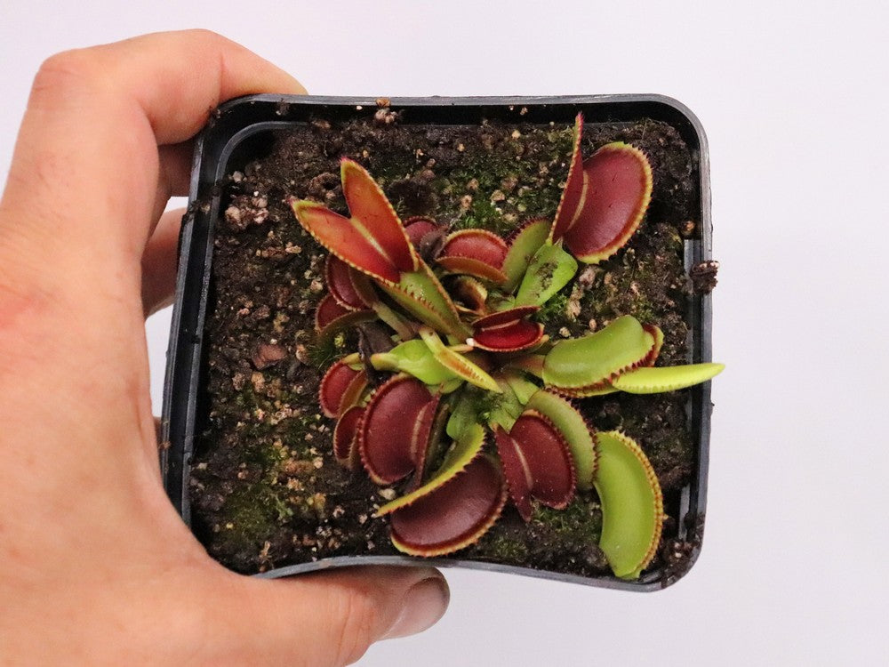 Dionaea muscipula Isistus