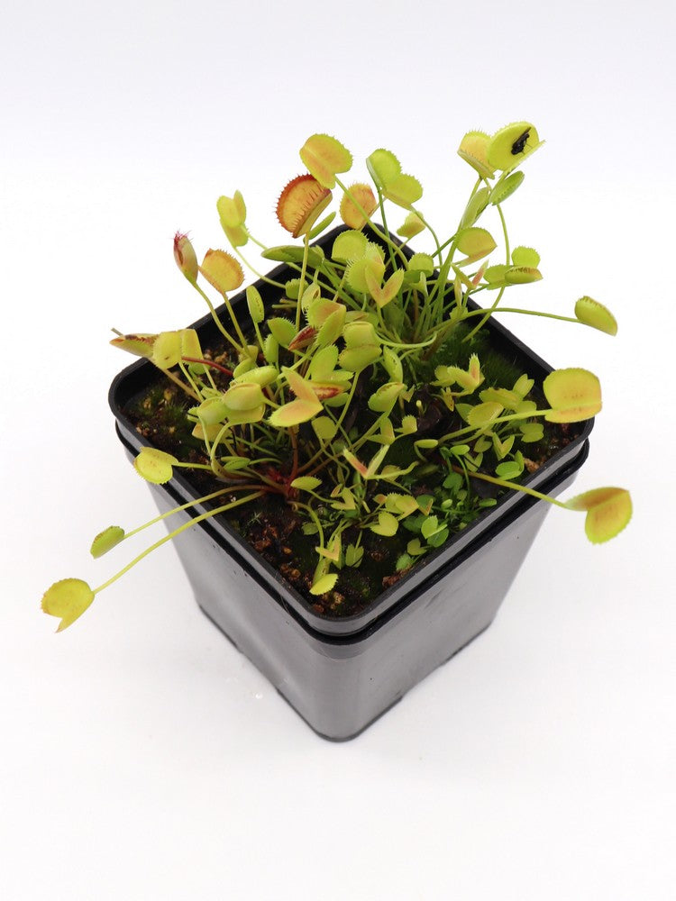 Dionaea muscipula 'Korean melody shark'